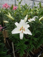 [5375 Meriva VZ No01.JPG]